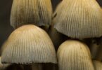 Edible Mushrooms: Exploring a Mysterious World