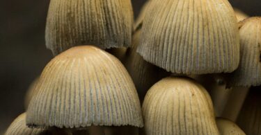 Edible Mushrooms: Exploring a Mysterious World