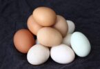 Eggs: A Universal Ingredient Across Global Cuisines