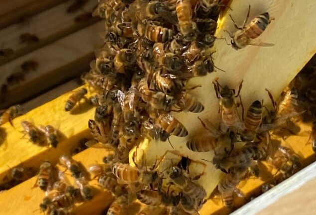 Beekeeping for Beginners: A Comprehensive Guide to Start