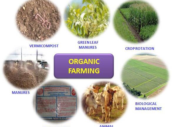 Organic Farming Practices: A Comprehensive Guide for Beginners