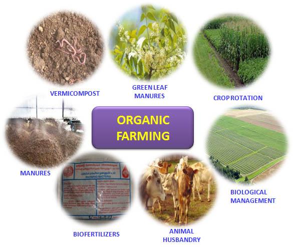 Organic Farming Practices: A Comprehensive Guide for Beginners